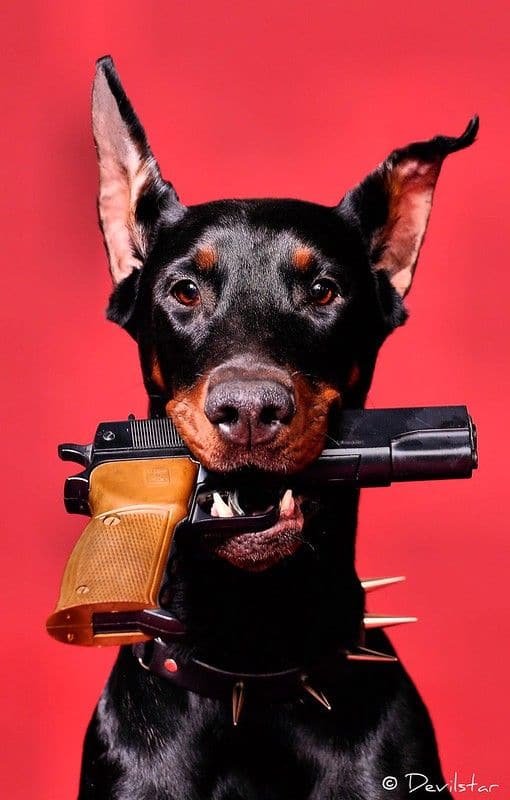 doberman with pistol