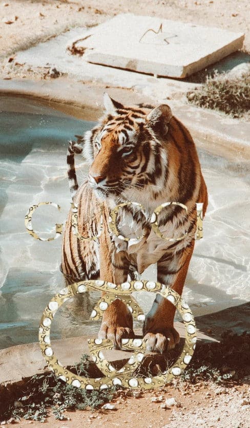 Gucci tiger