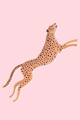 Peachy cheetah