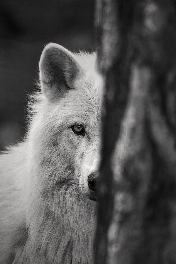 Wolf Dog